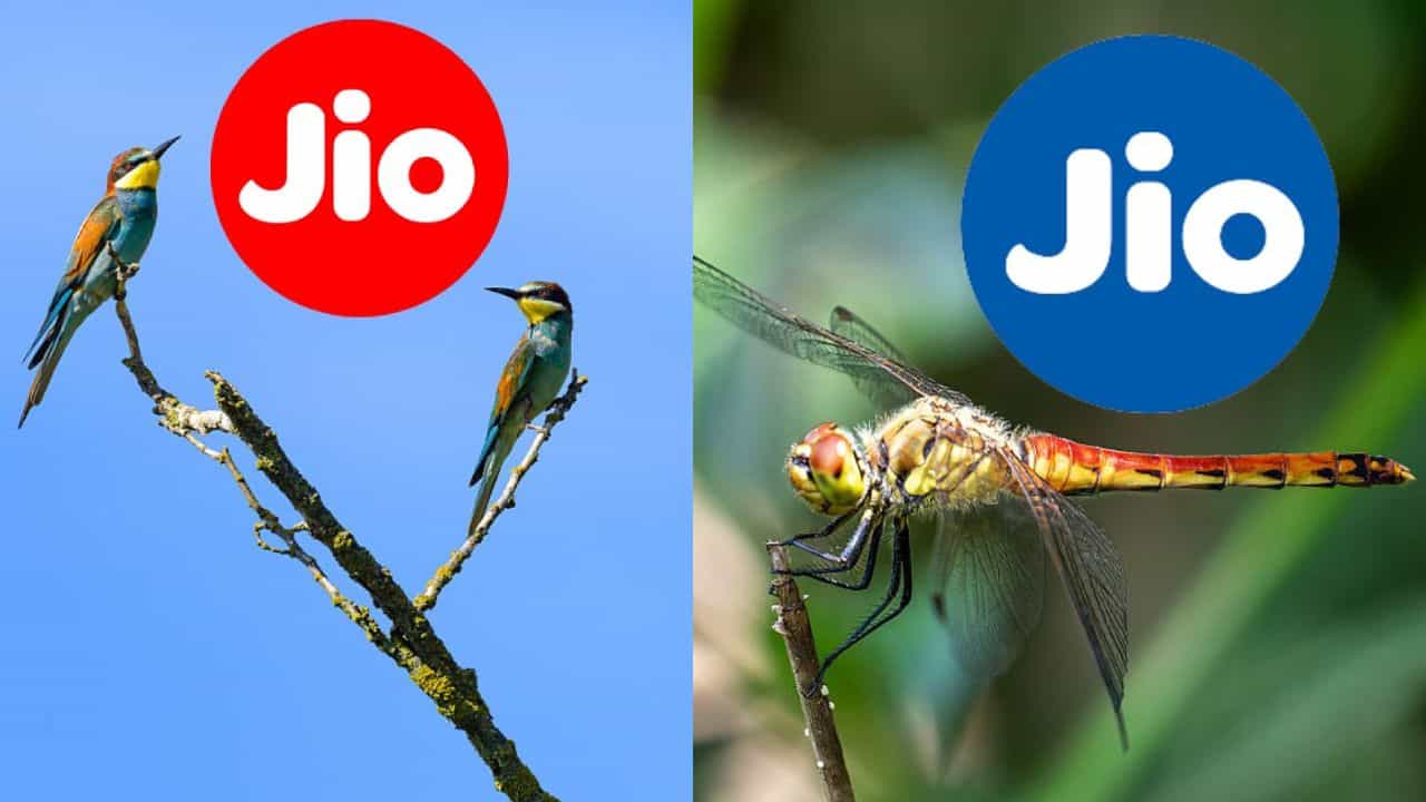 രണ്ടും രണ്ട് കണക്കാ! 300 രൂപയുടെ ജിയോ ​പ്രൈം OR 3599 രൂപയുടെ ജിയോ റീച്ചാർജ്; ലാഭത്തിന്റെ വഴികൾ