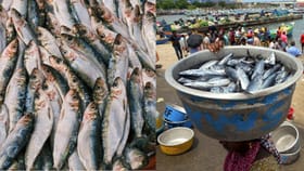 മത്തിക്കും അയലയ്ക്കും തീവില; ട്രോളിങ് കഴിഞ്ഞിട്ടും മീനില്ല