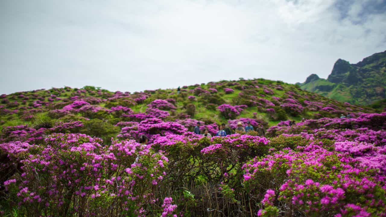 Munnar Onam Trip: ഓണം ട്രിപ്പ് മൂന്നാറിലേക്കാണോ? ഇന്നുമുതൽ നീലക്കുറിഞ്ഞി കാണാം Munnar Onam Trip: ഓണം ട്രിപ്പ് മൂന്നാറിലേക്കാണോ? ഇന്നുമുതൽ നീലക്കുറിഞ്ഞി കാണാം