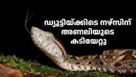 സർക്കാർ ആശുപത്രിയിലെ ഡ്യൂട്ടിയ്ക്കിടെ നഴ്സിന് അ‌ണലിയുടെ കടിയേറ്റു