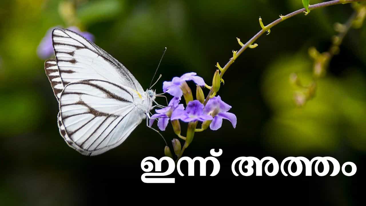 Atham 2026: ഇന്ന് അത്തം...മാവേലിയെ വരവേല്‍ക്കാനൊരുങ്ങി കേരളക്കര; പൂക്കളം തീര്‍ത്തോ?