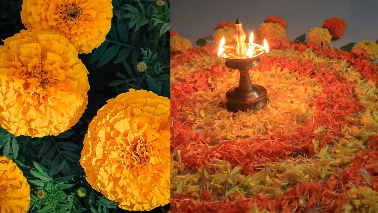 Onam Flowers Storage Tips: പൂക്കൾ വാങ്ങി വെറുതെ ഫ്രിഡ്ജിൽ വെക്കരുത്! വാടാതെ സൂക്ഷിക്കാൻ ഇതാ ചില ട്രിക്കുകൾ Onam Flowers Storage Tips: പൂക്കൾ വാങ്ങി വെറുതെ ഫ്രിഡ്ജിൽ വെക്കരുത്! വാടാതെ സൂക്ഷിക്കാൻ ഇതാ ചില ട്രിക്കുകൾ