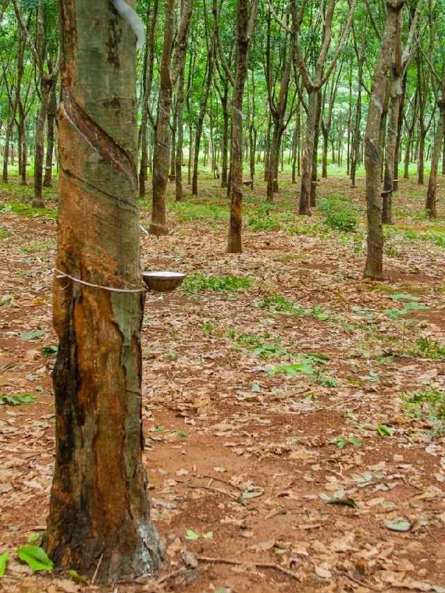 വില അ‌റിഞ്ഞ് വിൽക്കാം! സെപ്റ്റംബർ 1-ലെ റബർ വില