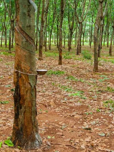 വില അ‌റിഞ്ഞ് വിൽക്കാം! സെപ്റ്റംബർ 1-ലെ റബർ വില
