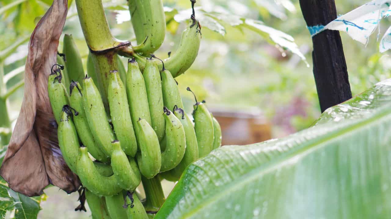 Raw Banana Quality: നാടൻ പച്ചക്കായ കണ്ടാൽ എങ്ങനെ തിരിച്ചറിയാം?; നേന്ത്രക്കായ വാങ്ങുമ്പോൾ ഇത് ഓർത്തുവച്ചോ Raw Banana Quality: നാടൻ പച്ചക്കായ കണ്ടാൽ എങ്ങനെ തിരിച്ചറിയാം?; നേന്ത്രക്കായ വാങ്ങുമ്പോൾ ഇത് ഓർത്തുവച്ചോ
