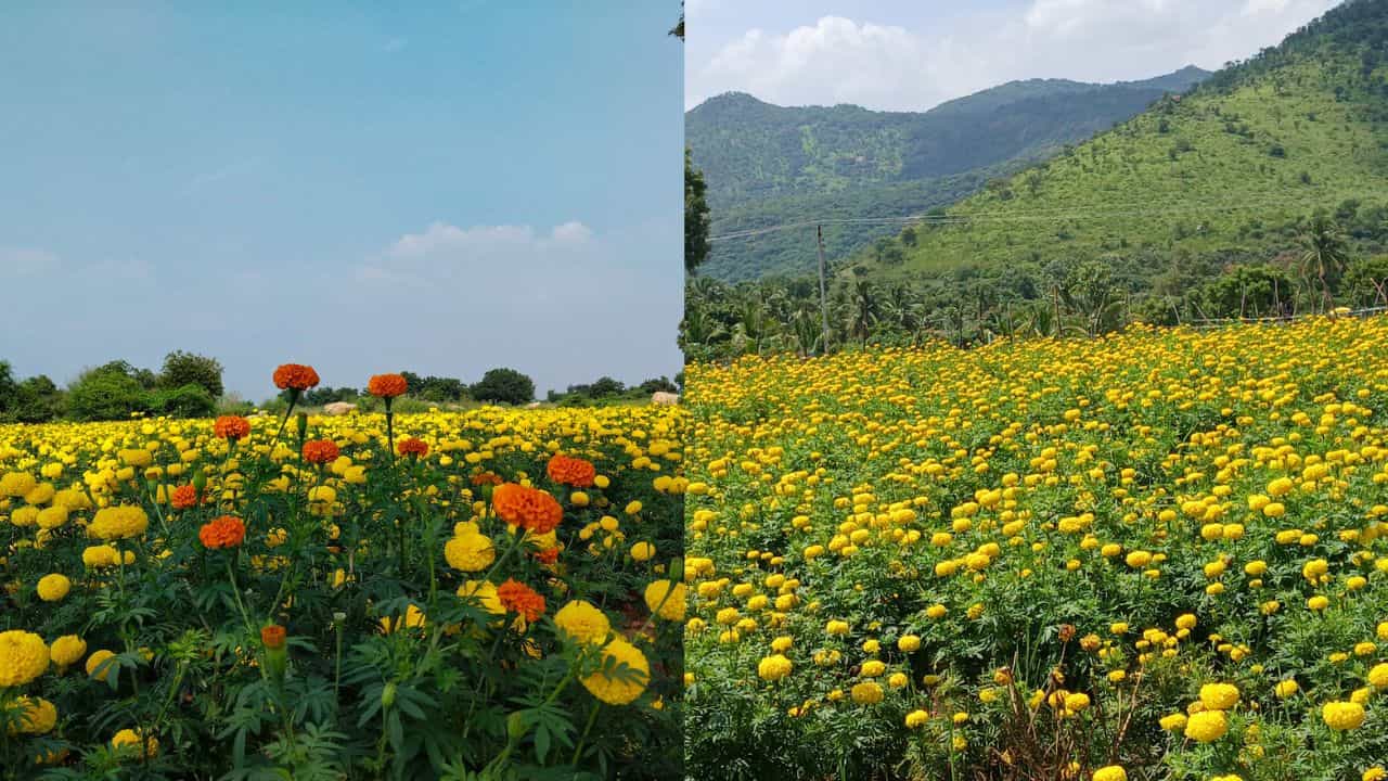 Thovalai Travel: ഓണപ്പൂക്കൾ തേടി തോവാളയിലേക്ക് ഒരു വൺ-ഡേ ട്രിപ്പ്; പൂക്കളുടെ വർണ്ണവസന്തം കാണാം! Thovalai Travel: ഓണപ്പൂക്കൾ തേടി തോവാളയിലേക്ക് ഒരു വൺ-ഡേ ട്രിപ്പ്; പൂക്കളുടെ വർണ്ണവസന്തം കാണാം!