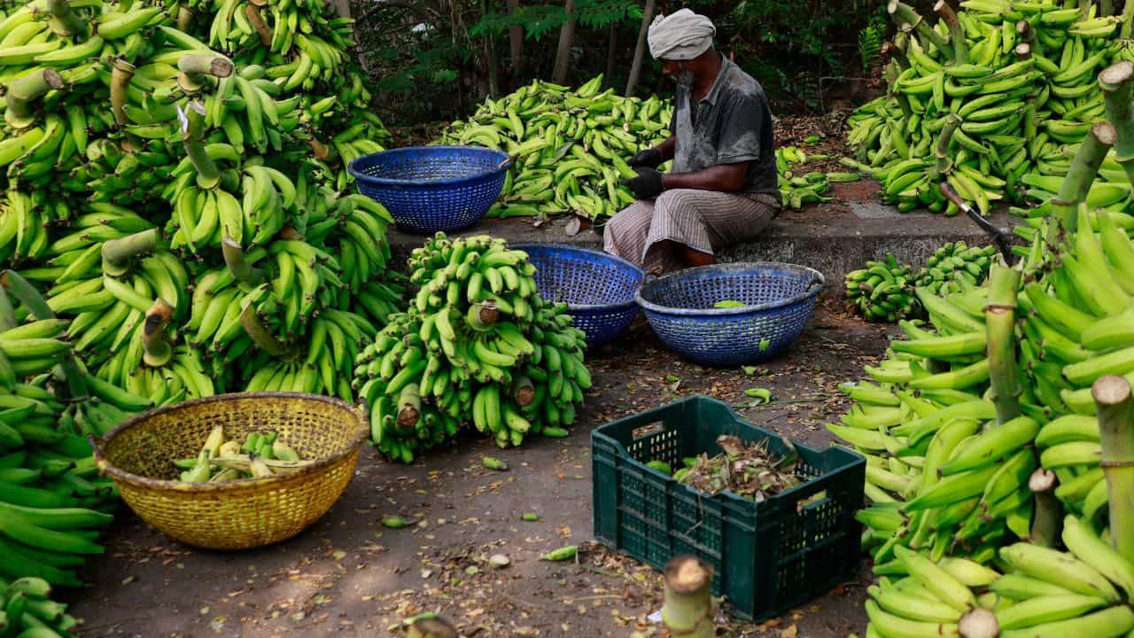 Banana Price: ഏത്തക്കായ നൂറ് കടക്കുമോ? വില കുതിക്കുന്നു; ഓണസദ്യയിൽ ചിപ്സ് കാണില്ല! Banana Price: ഏത്തക്കായ നൂറ് കടക്കുമോ? വില കുതിക്കുന്നു; ഓണസദ്യയിൽ ചിപ്സ് കാണില്ല!