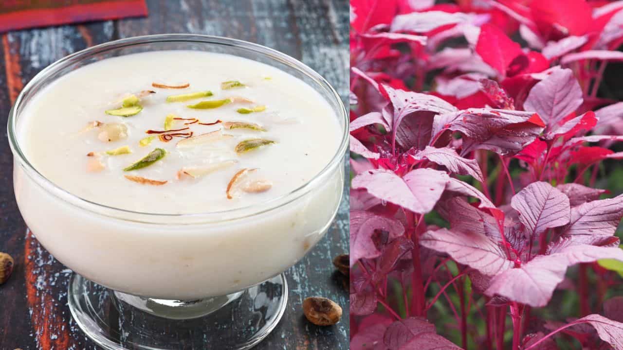 Cheera Payasam: ചീര ഉണ്ടോ? തോരനല്ല, ഇന്ന് അടിപൊളി പായസം ഉണ്ടാക്കിക്കോ... റെസിപ്പി ഇതാ Cheera Payasam: ചീര ഉണ്ടോ? തോരനല്ല, ഇന്ന് അടിപൊളി പായസം ഉണ്ടാക്കിക്കോ... റെസിപ്പി ഇതാ
