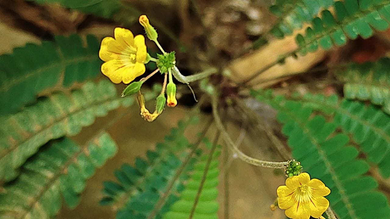 മനസ്സിൽ സ്നേഹത്തിന്റെ തുളസിക്കതിരുകൾ വിരിയുന്ന മനോഹരമായൊരു ചിത്തിര ദിനം ആശംസിക്കുന്നു, വീടും മനസും വൃത്തിയാക്കി, പൂക്കളത്തിൽ രണ്ടാമത്തെ വട്ടം തീർത്ത് മാവേലി മന്നനെ വരവേൽക്കാൻ ഒരുങ്ങുന്ന ഈ സുദിനത്തിൽ ഏവർക്കും ഹൃദയം നിറഞ്ഞ ചിത്തിര ദിനാശംസകൾ!