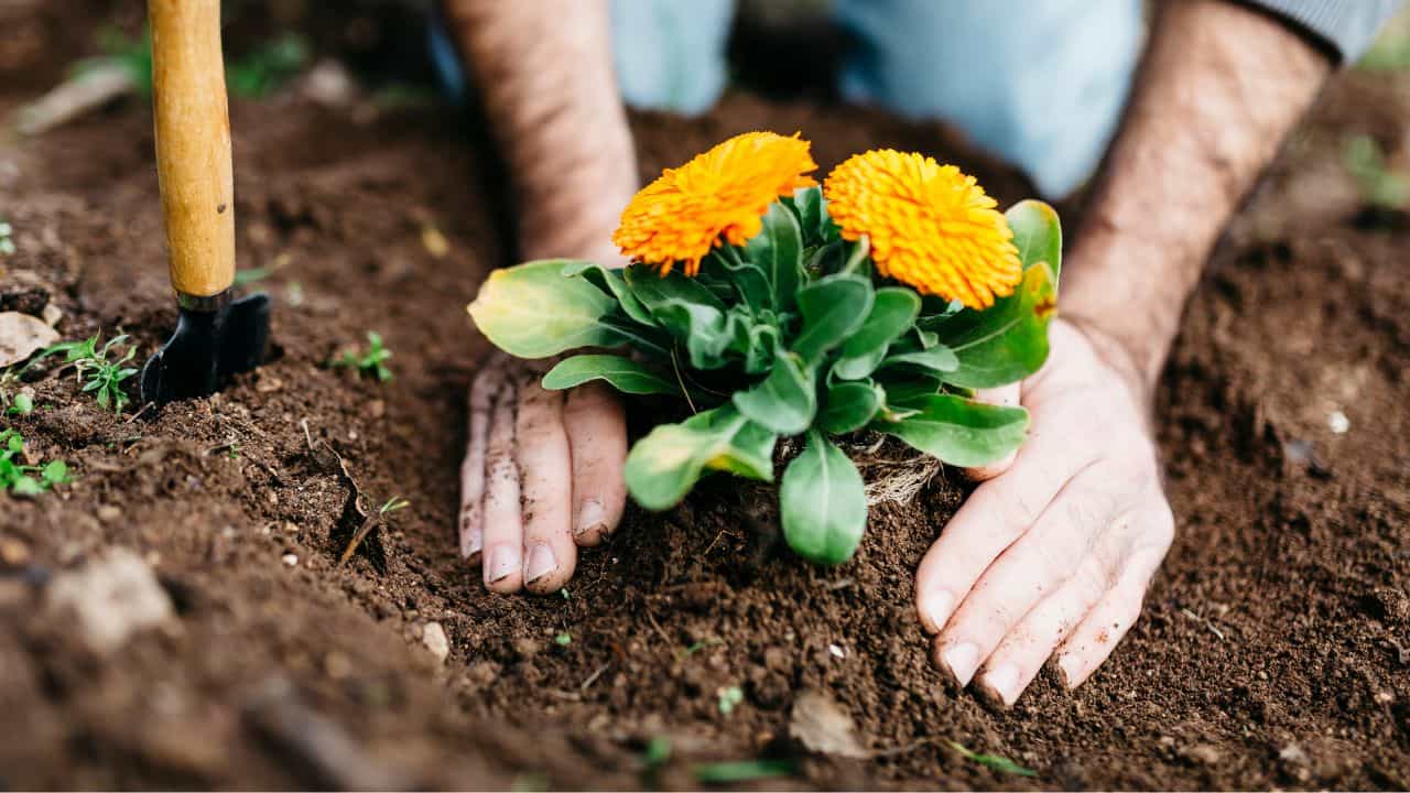 Gardening Tips: അടുക്കള വേസ്റ്റ് വെറുതെ കളയല്ലേ, പണം ചെലവാക്കാതെ ഗാർഡൻ സെറ്റ് ചെയ്യാം Gardening Tips: അടുക്കള വേസ്റ്റ് വെറുതെ കളയല്ലേ, പണം ചെലവാക്കാതെ ഗാർഡൻ സെറ്റ് ചെയ്യാം