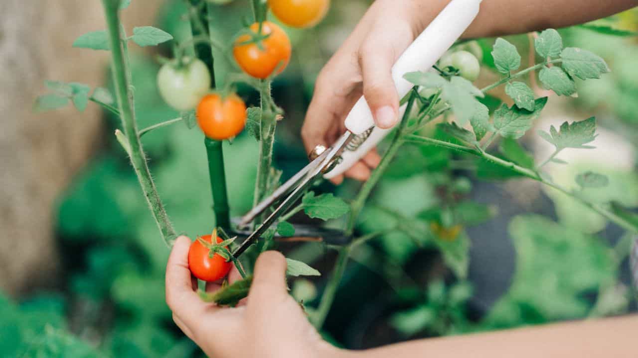 Gardening Tips: സദ്യയൊരുക്കിയ പച്ചക്കറി തൊലി കളയല്ലേ... അടുത്ത കറിക്കുള്ള ആദ്യ സ്റ്റെപ്പ്!