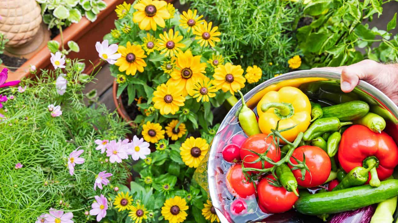 Gardening Tips: 500 രൂപ എടുക്കാനുണ്ടോ? ബാൽക്കണിയിൽ അടിപൊളി ഗാർഡൻ ഒരുക്കാം Gardening Tips: 500 രൂപ എടുക്കാനുണ്ടോ? ബാൽക്കണിയിൽ അടിപൊളി ഗാർഡൻ ഒരുക്കാം
