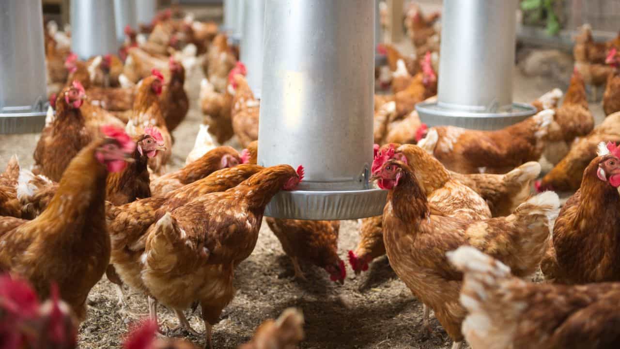 Bengaluru Poultry Shops: ബെംഗളൂരുവില് രണ്ട് ദിവസം കോഴി കടകള് അടച്ചിടും; കാരണമെന്ത്? Bengaluru Poultry Shops: ബെംഗളൂരുവില് രണ്ട് ദിവസം കോഴി കടകള് അടച്ചിടും; കാരണമെന്ത്?