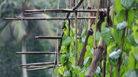 വെറ്റിലച്ചെടി നട്ടുവളർത്താൻ ഇത്രയും എളുപ്പമായിരുന്നോ?