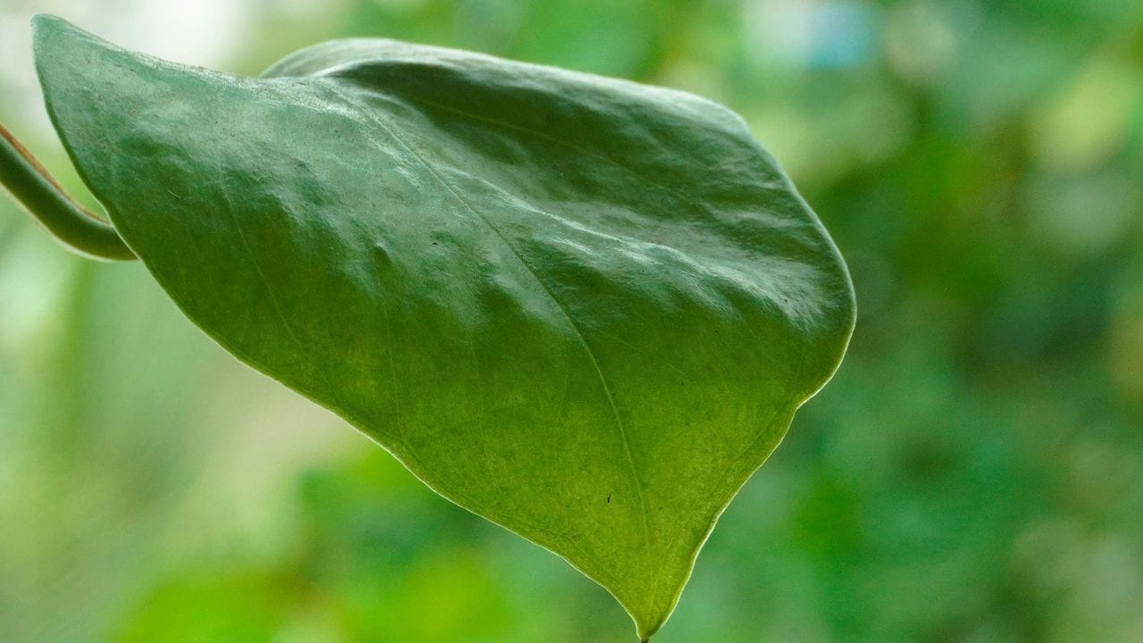 മാസത്തിലൊരിക്കൽ ജൈവവളങ്ങളോ കടലപ്പിണ്ണാക്ക് വെള്ളത്തിൽ കലക്കിയതോ ഒഴിച്ചുകൊടുക്കുന്നത് ഇലകൾ പച്ചപ്പോടെ സമൃദ്ധമായി വളരാൻ സഹായിക്കും. ഈ രീതിയിൽ കൃഷി ചെയ്യ്ത് നിങ്ങൾക്കും സമൃദ്ധമായി വെറ്റില നട്ടു വളർത്താം.