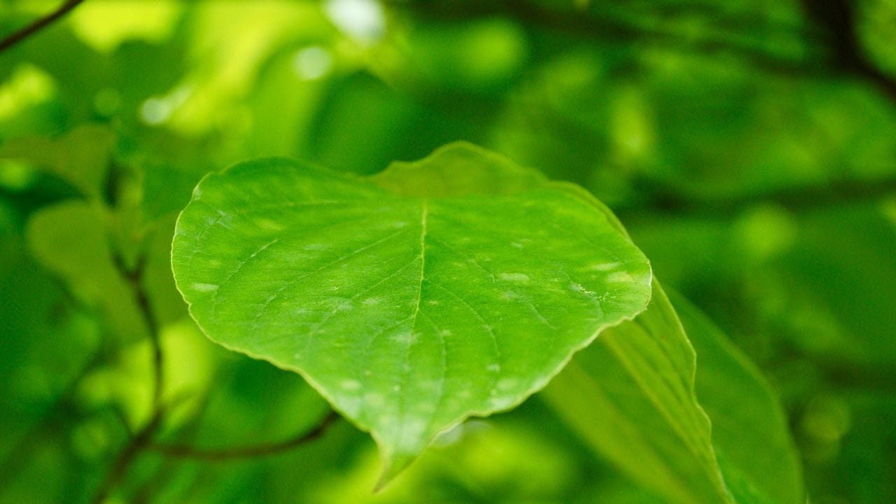 സാധാരണ തോട്ടത്തിലെ മണ്ണ്, ചകിരിചോറ്, ചാണകപ്പൊടി അല്ലെങ്കിൽ കമ്പോസ്റ്റ് എന്നിവ സമമായി ചേർത്ത് ചട്ടി നിറയ്ക്കുക. മുറിച്ചെടുത്ത തണ്ടിന്റെ താഴ്ഭാഗത്തെ ഇലകൾ നീക്കം ചെയ്ത ശേഷം, ഒരു മുട്ടെങ്കിലും മണ്ണിനടിയിൽ ആകുന്ന രീതിയിൽ നടുക. നേരിട്ടുള്ള കടുത്ത വെയിൽ ആവശ്യമില്ല. ഭാഗികമായി തണലും വെളിച്ചവും ലഭിക്കുന്ന സ്ഥലങ്ങളിൽ ചട്ടി വെക്കുക.
