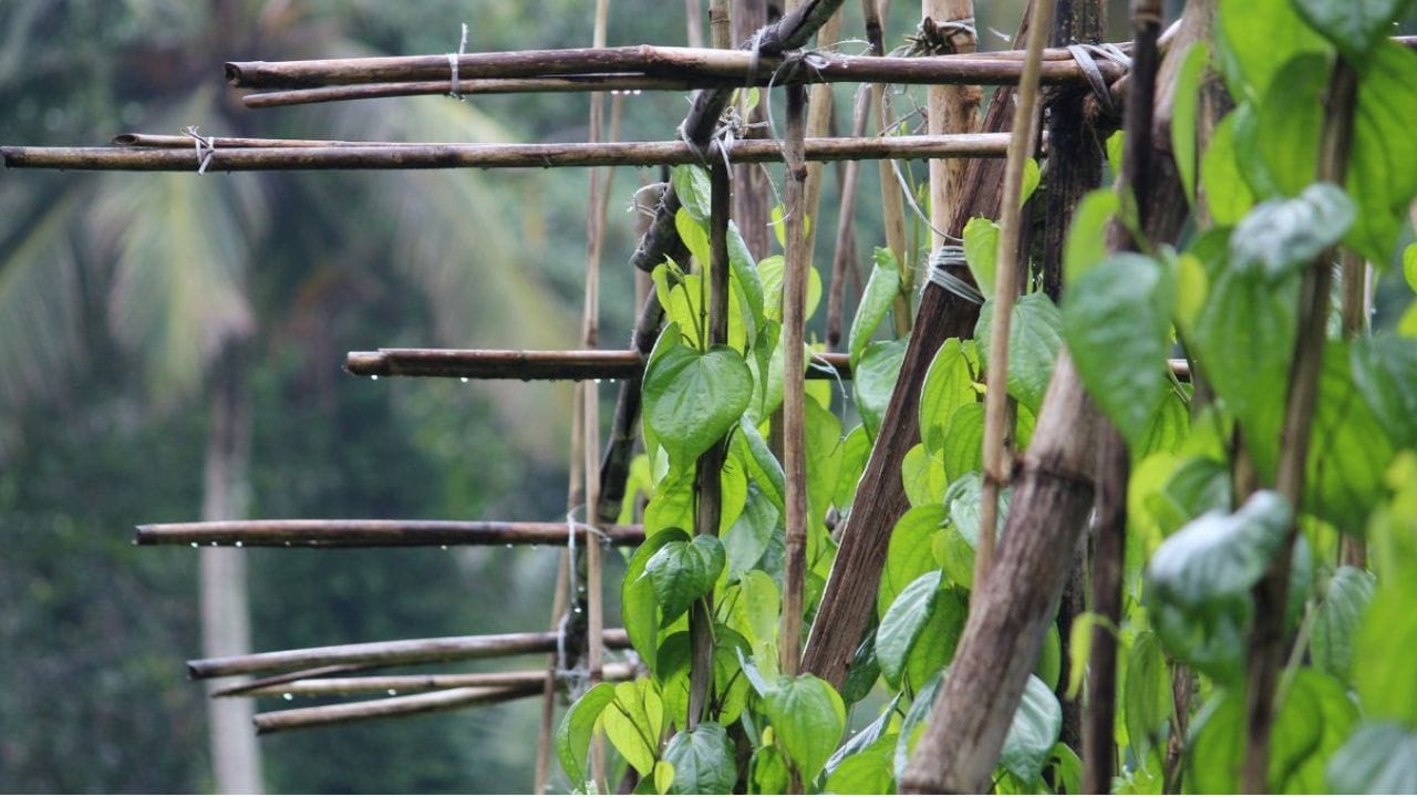 സാമ്പത്തികമായി നേട്ടം തരുന്ന ഒന്നാണ് വെറ്റില ചെടി. സാധാരണയായി പന്തലൊരുക്കി പറമ്പിലൊക്കെയാണ് ഇവ കൃഷി ചെയ്യുന്നതെങ്കിലും 
വീട്ടുമുറ്റത്തും ബാൽക്കണിയിലും ഇവ എളുപ്പത്തിൽ നട്ടുവളർത്താൻ കഴിയും. ഔഷധഗുണങ്ങളാൽ സമൃദ്ധമായ വെറ്റില വീട്ടിൽ തനിയെ വളർത്തിയെടുക്കുന്നത് പണലാഭം തരുമെന്ന് മാത്രമല്ല, പരിസരത്തിന് പച്ചപ്പും നൽകും. ചട്ടികളിൽ വെറ്റിലച്ചെടി എങ്ങനെ എളുപ്പത്തിൽ പരിപാലിക്കാമെന്ന് നോക്കിയാലോ.. (Image Credit source: Unsplash)

