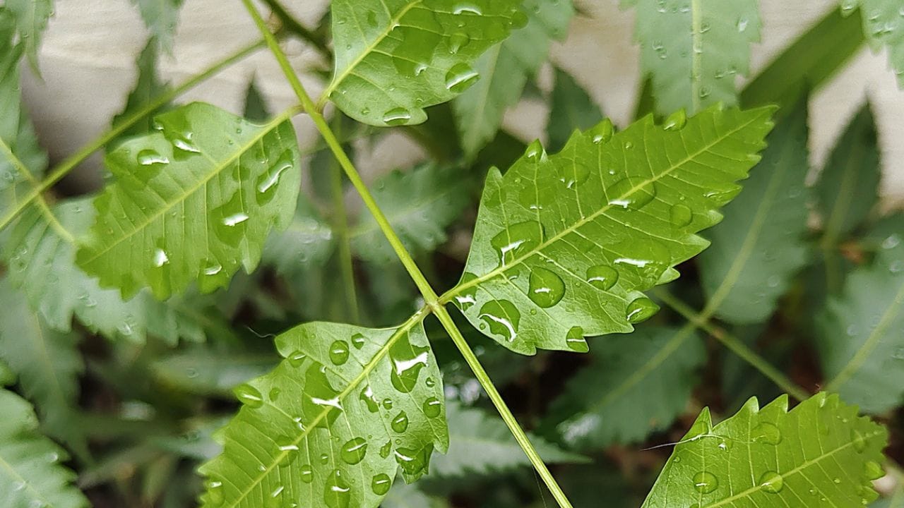 കുറച്ച് വേപ്പിലകൾ വെള്ളത്തിലിട്ട് നന്നായി തിളപ്പിക്കുക. വെള്ളത്തിന്റെ നിറം മാറി നന്നായി തിളച്ച ശേഷം തണുക്കാൻ വെക്കുക. സാധാരണ രീതിയിൽ ഷാംപൂ ചെയ്ത് മുടി കഴുകിയ ശേഷം, ഒടുവിലായി ഈ വേപ്പില വെള്ളം ഉപയോഗിച്ച് തലയോട്ടി കഴുകുക. ഇത് നല്ലൊരു നാച്ചുറൽ കണ്ടീഷണറായി പ്രവർത്തിക്കുന്നതായിരിക്കും.