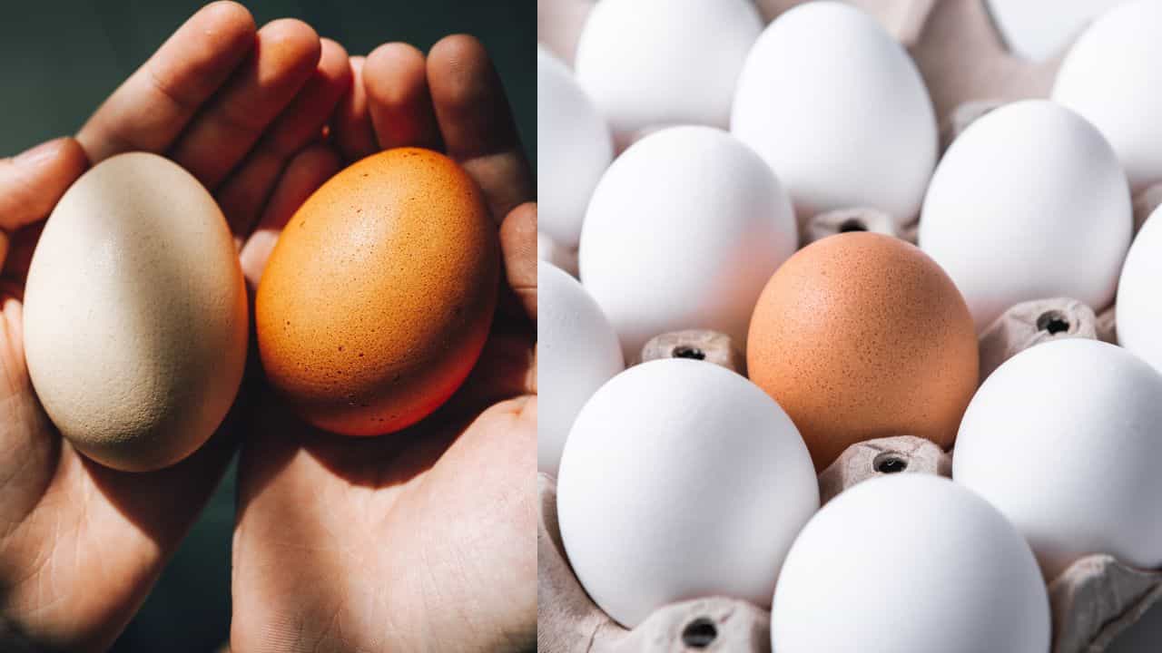 Egg Buying Tips: നാടൻ മുട്ടയ്ക്ക് ശരിക്കും തവിട്ട് നിറമാണോ? വാങ്ങുന്നതിന് മുമ്പ് ഇതറിഞ്ഞുവച്ചോ Egg Buying Tips: നാടൻ മുട്ടയ്ക്ക് ശരിക്കും തവിട്ട് നിറമാണോ? വാങ്ങുന്നതിന് മുമ്പ് ഇതറിഞ്ഞുവച്ചോ