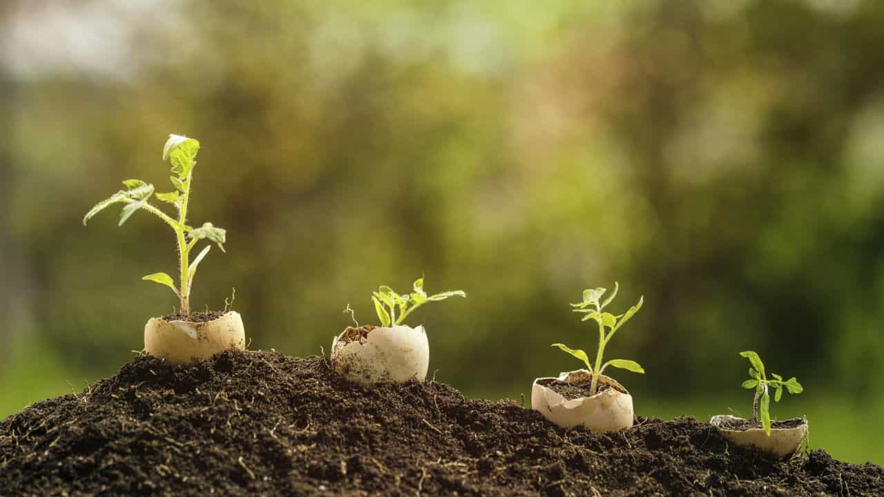 Gardening Tips: മുട്ടത്തോട് കളയാതെ സൂക്ഷിച്ച് വച്ചോ.... ഗാർഡന്റെ ലുക്ക് മാറ്റാൻ ഇതൊന്ന് മതി Gardening Tips: മുട്ടത്തോട് കളയാതെ സൂക്ഷിച്ച് വച്ചോ.... ഗാർഡന്റെ ലുക്ക് മാറ്റാൻ ഇതൊന്ന് മതി