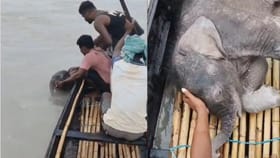 ആനക്കുട്ടിയെ രക്ഷിച്ച് മത്സത്തൊഴിലാളികൾ, പുറകെ പോയത് 3 കിലോമീറ്റർ