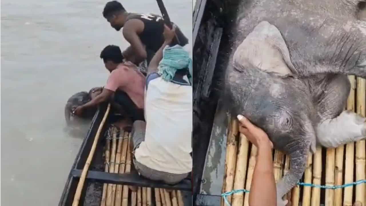 Baby Elephant Rescue Viral Video : ആനക്കുട്ടിയെ രക്ഷിച്ച് മത്സത്തൊഴിലാളികൾ, പുറകെ പോയത് 3 കിലോമീറ്റർ