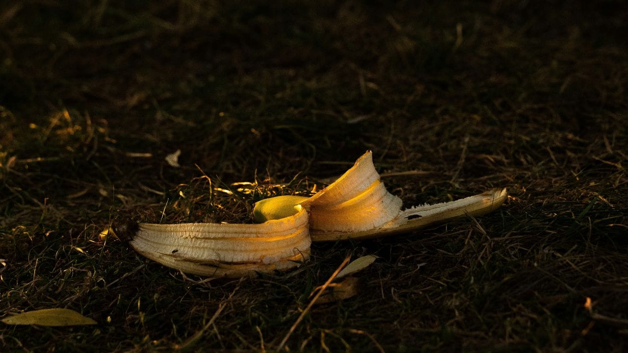 അതുപോലെ, പഴത്തൊലികൾ വെയിലത്തുവെച്ച് നന്നായി ഉണക്കിയെടുക്കുക, ഇത് മിക്സിയിലിട്ട് നന്നായി പൊടിച്ചെടുക്കുക. പൂച്ചെടികളുടെയും ച്ചക്കറികളുടെയും ചുവട്ടിൽ ഒന്നുരണ്ട് സ്പൂൺ വീതം ഈ പൊടി വിതറി കൊടുത്ത് നനച്ചു കൊടുക്കാം. വേഗത്തിൽ ചെടികൾക്ക് വലിചെടുക്കാൻ പാകത്തിലുള്ള മികച്ച ഒരു വളമാണിത്.