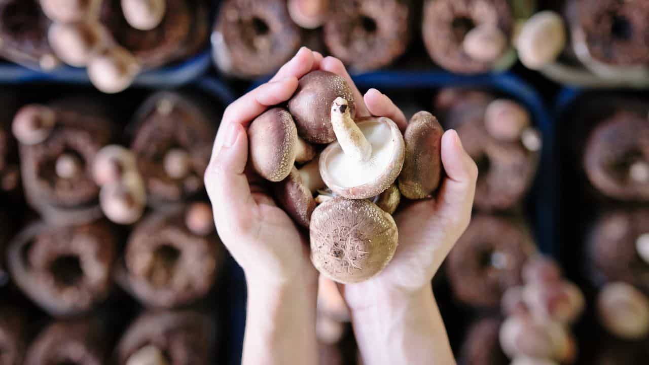 Mushroom Cultivation: ആരോഗ്യവും പണവും ഒന്നിച്ച്! വെറും 20 ദിവസം കൊണ്ട് വീട്ടിൽ കൂൺ വളർത്തിയാലോ... Mushroom Cultivation: ആരോഗ്യവും പണവും ഒന്നിച്ച്! വെറും 20 ദിവസം കൊണ്ട് വീട്ടിൽ കൂൺ വളർത്തിയാലോ...