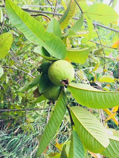 പേരക്ക എങ്ങനെ കണ്ണിന് കവചമാകുന്നു?