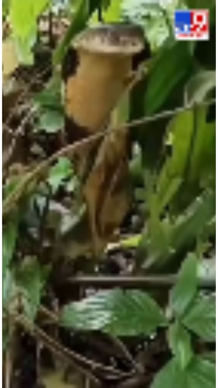 വയനാട് കുഞ്ഞോം പാമ്പുള്ളിയിൽ നിന്നും പിടികൂടിയ രാജവെമ്പാല