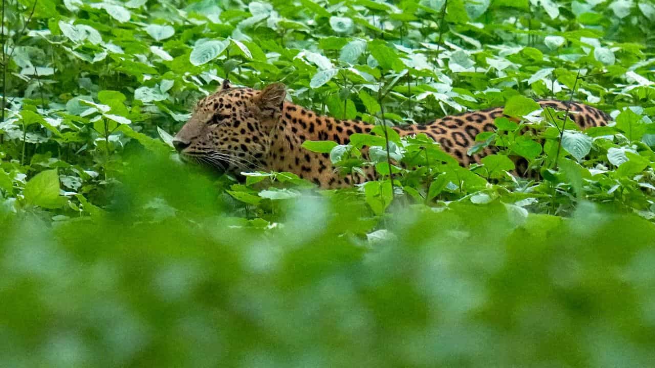 Nadapuram School Holiday: അജ്ഞാത ജീവിയുടെ ആക്രമണം; നാദാപുരത്ത് വിദ്യാഭ്യാസ സ്ഥാപനങ്ങള്ക്ക് അവധി Nadapuram School Holiday: അജ്ഞാത ജീവിയുടെ ആക്രമണം; നാദാപുരത്ത് വിദ്യാഭ്യാസ സ്ഥാപനങ്ങള്ക്ക് അവധി