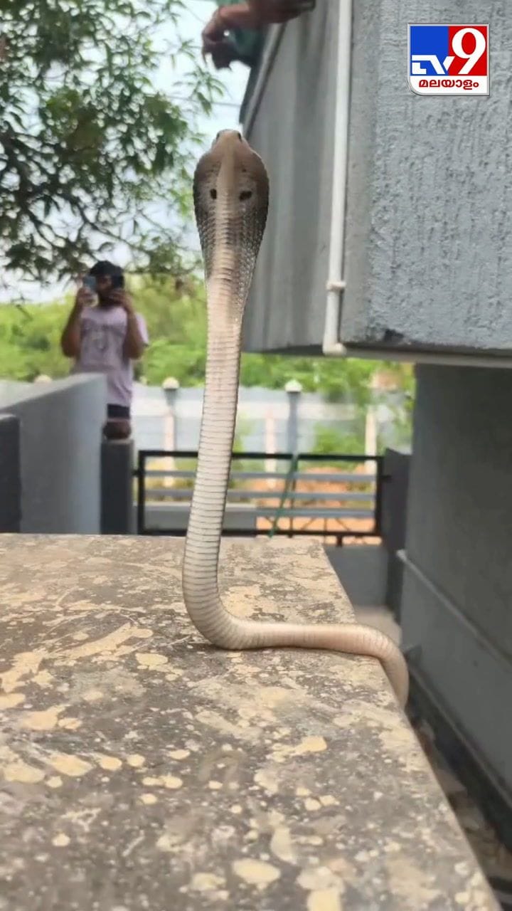 ഇതാണോ കുഞ്ഞൂട്ടൻ? പത്തി വിടർത്തിയ ചെറിയ മൂർഖൻ