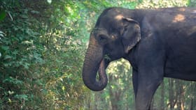 മാധുരിക്ക് കോലാപ്പൂരിലേക്ക് മടങ്ങാം, ഓരോ ആഴ്ചയിലും നിരീക്ഷിക്കാൻ