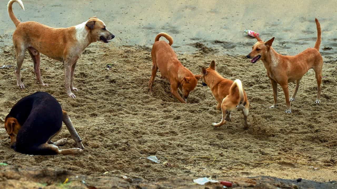 Vengad Stray Dog Attack: വെങ്ങാട് തെരുവുനായ ഭീതി; മണിക്കൂറുകൾക്കിടെ രണ്ടുപേർക്ക് കടിയേറ്റു, പ്രതിഷേധം ശക്തമാക്കി നാട്ടുകാർ Vengad Stray Dog Attack: വെങ്ങാട് തെരുവുനായ ഭീതി; മണിക്കൂറുകൾക്കിടെ രണ്ടുപേർക്ക് കടിയേറ്റു, പ്രതിഷേധം ശക്തമാക്കി നാട്ടുകാർ
