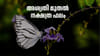 ലോട്ടറി ഭാഗ്യം, സാമ്പത്തിക നേട്ടം, അശ്വതി മുതൽ നക്ഷത്ര ഫലം...