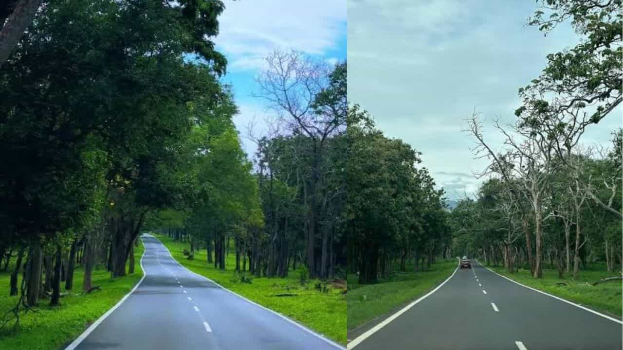 Masinagudi To Ooty Travel: മസിനഗുഡി വഴി ഊട്ടിക്ക് പോകാൻ നിക്കണ്ട...; വിനോദസഞ്ചാരികൾക്ക് നിയന്ത്രണം Masinagudi To Ooty Travel: മസിനഗുഡി വഴി ഊട്ടിക്ക് പോകാൻ നിക്കണ്ട...; വിനോദസഞ്ചാരികൾക്ക് നിയന്ത്രണം