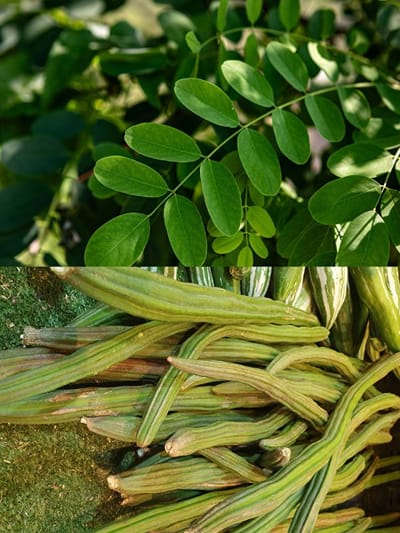 മുരിങ്ങക്കായിയോ മുരിങ്ങയിലയോ ബെസ്റ്റ്?