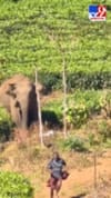 മൂന്നാറിൽ കാട്ടാനയുടെ ആക്രമണത്തിൽ കഷ്ടിച്ച് രക്ഷപ്പെട്ട് തോട്ടം തൊഴിലാളി...