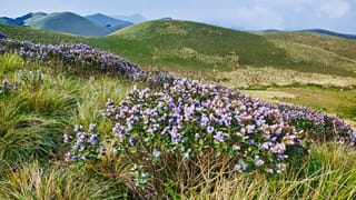 Munnar Neelakurinji Blooms: വേ​ഗം വിട്ടോ! ഇനി 2038ലെ കാണാൻ പറ്റൂ; നീലക്കുറിഞ്ഞി പൂത്ത സ്ഥലങ്ങൾ ഇതെല്ലാം