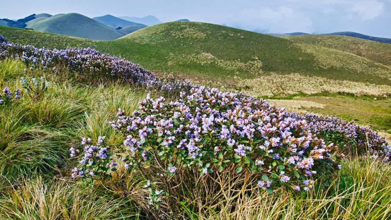 Munnar Neelakurinji Blooms: വേഗം വിട്ടോ! ഇനി 2038ലെ കാണാൻ പറ്റൂ; നീലക്കുറിഞ്ഞി പൂത്ത സ്ഥലങ്ങൾ ഇതെല്ലാം Munnar Neelakurinji Blooms: വേഗം വിട്ടോ! ഇനി 2038ലെ കാണാൻ പറ്റൂ; നീലക്കുറിഞ്ഞി പൂത്ത സ്ഥലങ്ങൾ ഇതെല്ലാം