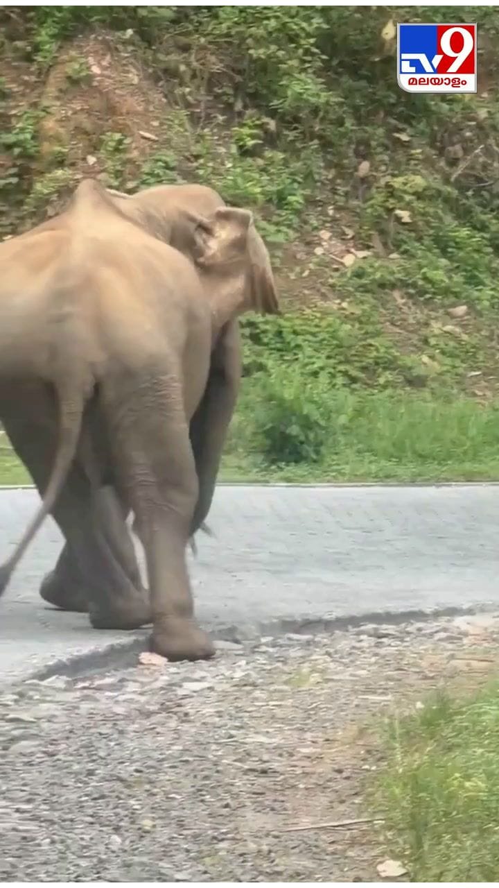 നാടുകാണി ചുരത്തിൽ ആനയുടെ പരാക്രമം