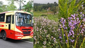 കുറഞ്ഞ ചെലവിൽ നീലക്കുറിഞ്ഞി കണ്ടുമടങ്ങാം: കെഎസ്ആർടിസി ഈ സമയത്ത്