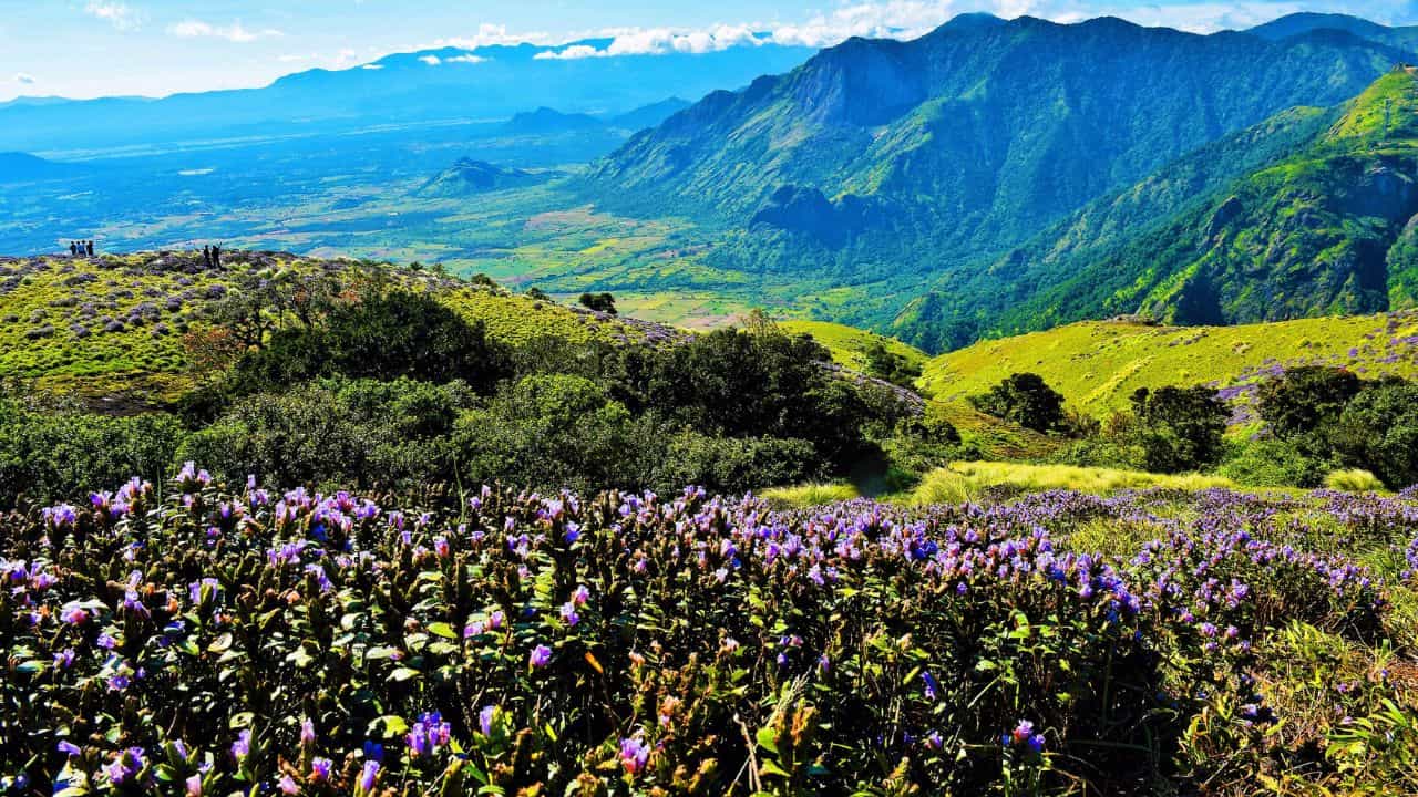 Munnar Travel Guide: മൂന്നാറിൽ നീലക്കുറിഞ്ഞി കാണാൻ എവിടെ പോകണം?; വഴി തെറ്റല്ലേ, റൂട്ടുകൾ ഇതാണ്