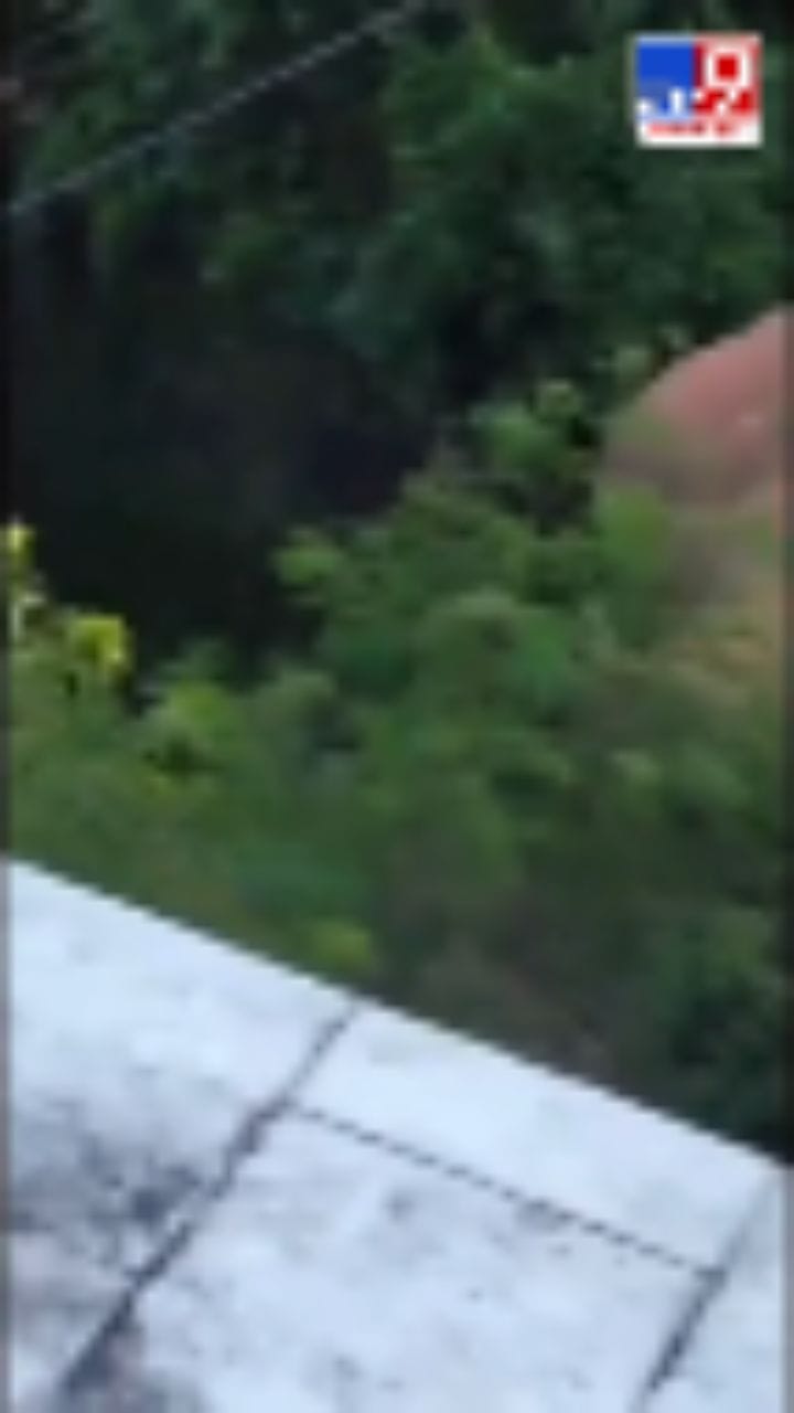 നീലഗിരി ഗൂഡലൂർ ടൗണിൽ കാട്ടാന ഇറങ്ങിയപ്പോൾ