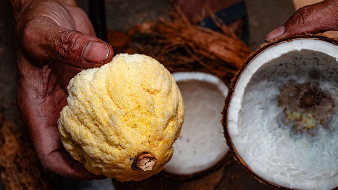 വിറ്റാമിനുകളും ഫൈബറും ധാരാളം അടങ്ങിയ പൊങ്ങ് ഉപയോഗിച്ച് മിനിറ്റുകൾക്കുള്ളിൽ തയ്യാറാക്കാവുന്ന ഒരു അടിപൊളി റെസിപ്പി ഇതാ.... പൊങ്ങ്, ജീരകം, മുളക് പൊടി, വെളുത്തുള്ളി, പച്ചമുളക്. സവാള, തക്കാളി അധികം പഴുക്കാത്തത് എന്നിവയാണ് ആവശ്യമായ ചേരുവകൾ. ഇതെല്ലാം നിങ്ങൾക്ക് ആവശ്യമുള്ള അളവിൽ എടുക്കാം.