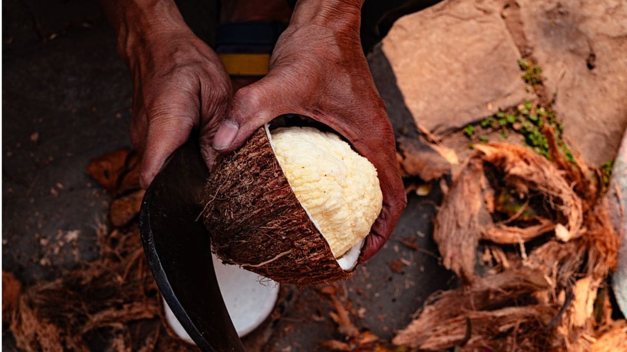 ഇവ ചൂടാറിയ ശേഷം നന്നായി അരച്ചെടുക്കാം. ഗ്രേവി പരുവത്തിന് വെള്ളം ചേർത്ത് അരയ്ക്കാവുന്നതാണ്. ഇനി ഒരു ചട്ടിയിൽ വഴറ്റിമാറ്റി വെച്ച പൊങ്ങും അരപ്പും ചേർത്ത് കൊടുക്കാം. കുറച്ച് വെള്ളം ചേർക്കാം. കറി തിളച്ച് വരുമ്പോൾ പച്ചമുളക് നുറുക്കിയിടാം. ആവശ്യത്തിന് ഉപ്പ് ചേർക്കാൻ മറക്കല്ലേ... അവസാനം കുറച്ച് മല്ലിയില കൂടി ചേർക്കാം. രുചികരമായ പൊങ്ങ് കറി റെഡി.