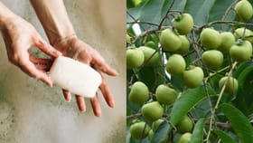 വീട്ടിൽ സോപ്പ് മരം വളർത്തിയാലോ... ഷാംപൂവും കടയിൽ നിന്ന് വാങ്ങേണ്ട