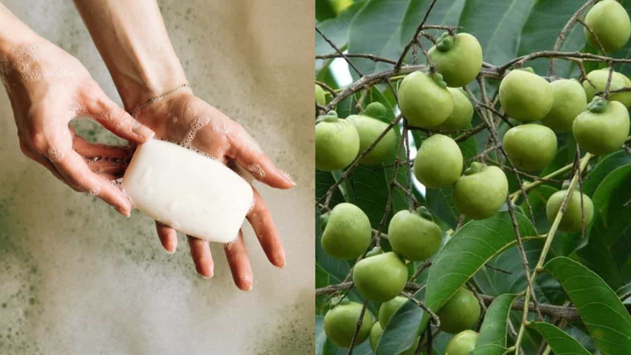 Soap Tree: വീട്ടിൽ സോപ്പ് മരം വളർത്തിയാലോ... ഷാംപൂവും കടയിൽ നിന്ന് വാങ്ങേണ്ട! Soap Tree: വീട്ടിൽ സോപ്പ് മരം വളർത്തിയാലോ... ഷാംപൂവും കടയിൽ നിന്ന് വാങ്ങേണ്ട!