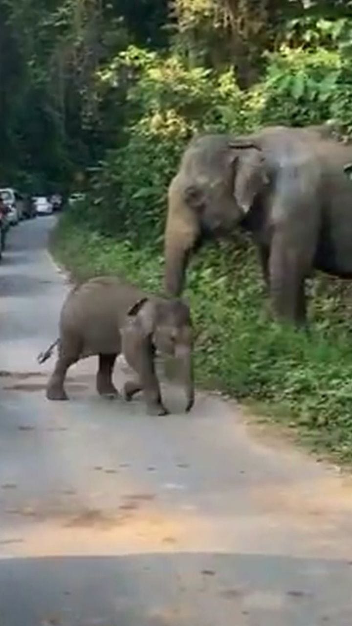 ആനക്കുട്ടിയും, അമ്മയും റോഡിൽ