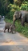 ആനക്കുട്ടിയും, അമ്മയും റോഡിൽ...